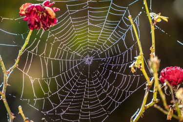 Les rayons du soleil d'automne dans une toile d'araignée