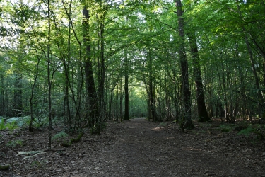 Le chemin à travers la forêt