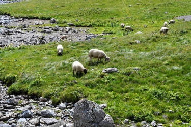 Quelques moutons viennent volontiers à la rencontre des promeneurs