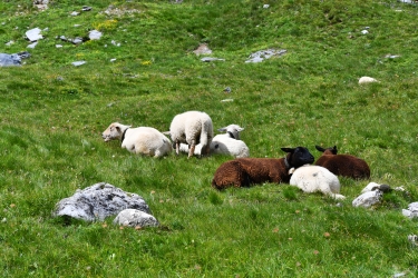 Les moutons tranquillement installés au bord du lac