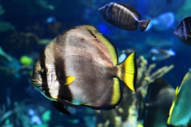 Aquarium de Toronto