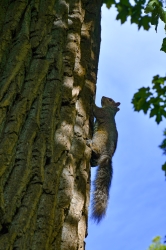 Les écureuils sont très rapides pour monter aux arbres !