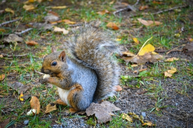 Un écureuil mange des restes de nourriture