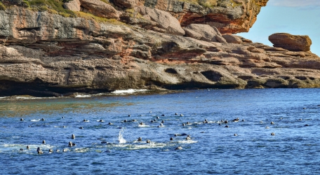 Une colonie de phoques