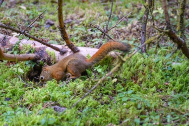 Un écureuil à la recherche de nourriture