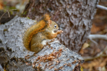 Un écureuil roux affamé