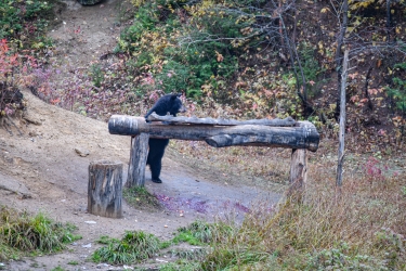 Ours noir mâle de 2 ans