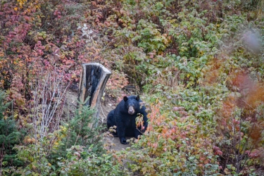Les ours noirs sont très nombreux au Canada