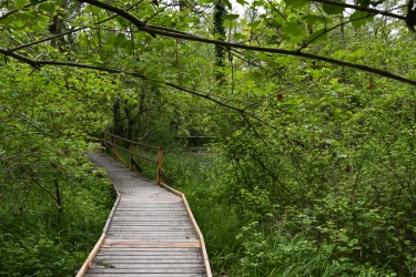 Des passerelles permettent un accès aisé dans la forêt