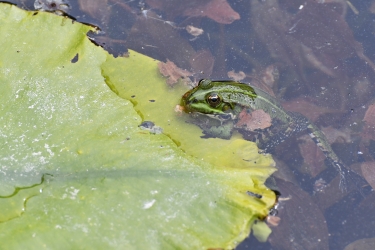 Une grenouille au bord d'un nénuphar