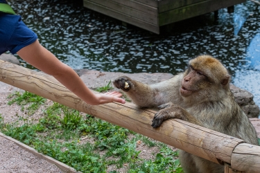 Les singes ne sont pas farouches