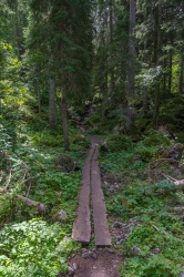 Le sentier traverse la forêt