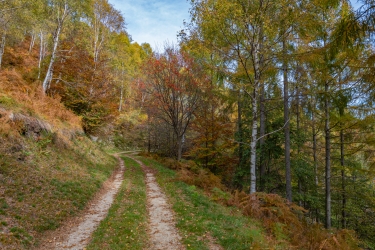 La forêt aux couleurs de l'automne
