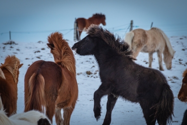 Les chevaux islandais sont très joueurs