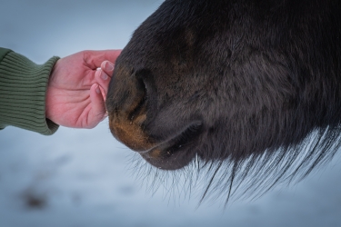 Le cheval islandais est très affectueux