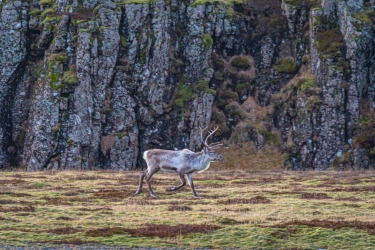 Troupeau de rennes sauvages en Islande