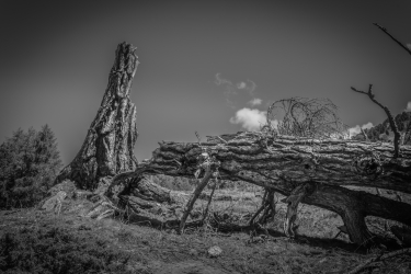 Un arbre mort dans le vallon de Réchy