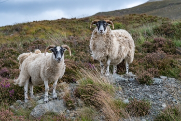 Moutons Scottish Blackface