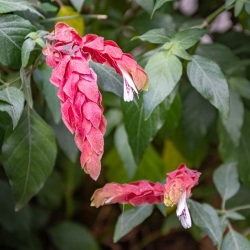 Le parc botanique du Tessin, sur les îles de Brissago
