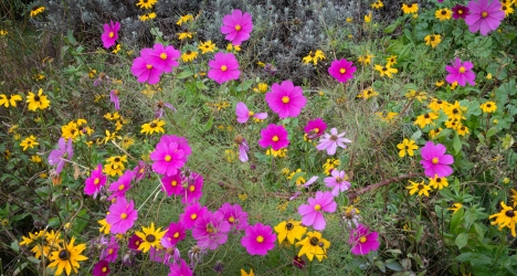 Le parc botanique du Tessin, sur les îles de Brissago
