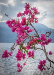 Le parc botanique du Tessin, sur les îles de Brissago