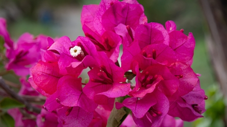 Le parc botanique du Tessin, sur les îles de Brissago