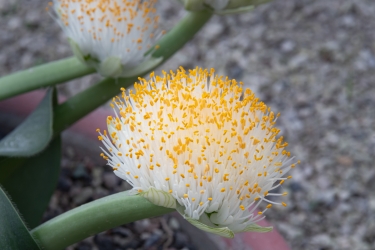 Le parc botanique du Tessin, sur les îles de Brissago