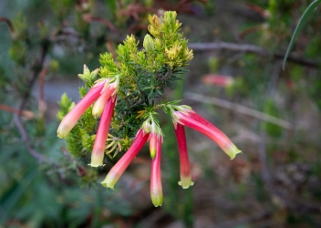 Le parc botanique du Tessin, sur les îles de Brissago