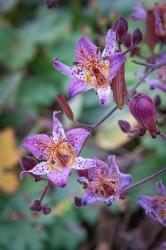 Le parc botanique du Tessin, sur les îles de Brissago