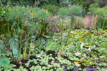 Le parc botanique du Tessin, sur les îles de Brissago
