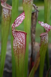 Le parc botanique du Tessin, sur les îles de Brissago