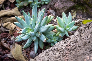 Le parc botanique du Tessin, sur les îles de Brissago