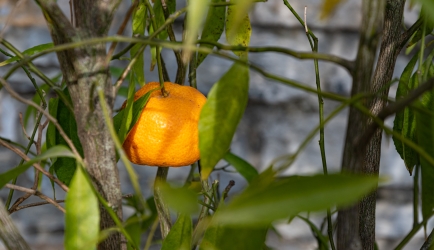 Le parc botanique du Tessin, sur les îles de Brissago