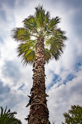 Le parc botanique du Tessin, sur les îles de Brissago