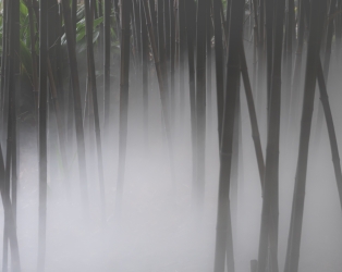 Le parc botanique du Tessin, sur les îles de Brissago