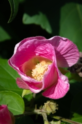 Le parc botanique du Tessin, sur les îles de Brissago
