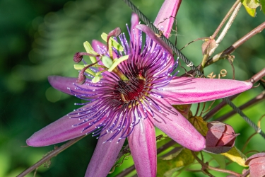 Le parc botanique du Tessin, sur les îles de Brissago