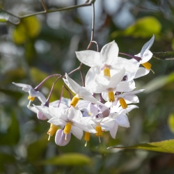 Le parc botanique du Tessin, sur les îles de Brissago