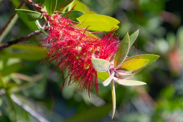 Le parc botanique du Tessin, sur les îles de Brissago