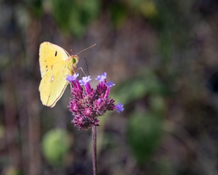 Le parc botanique du Tessin, sur les îles de Brissago