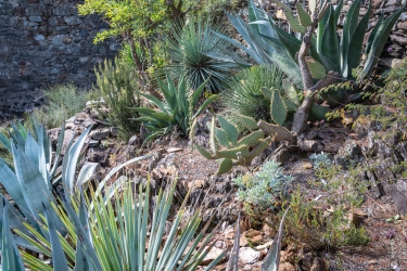 Le parc botanique du Tessin, sur les îles de Brissago
