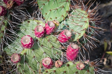 Le parc botanique du Tessin, sur les îles de Brissago