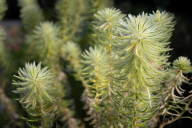 Le parc botanique du Tessin, sur les îles de Brissago