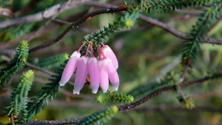 Le parc botanique du Tessin, sur les îles de Brissago