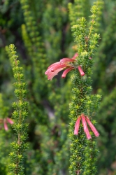 Le parc botanique du Tessin, sur les îles de Brissago