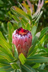 Le parc botanique du Tessin, sur les îles de Brissago