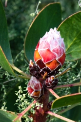 Le parc botanique du Tessin, sur les îles de Brissago