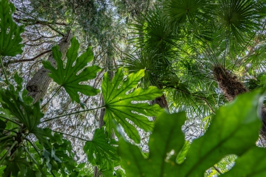 Le parc botanique du Tessin, sur les îles de Brissago