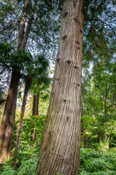 Le parc botanique du Tessin, sur les îles de Brissago