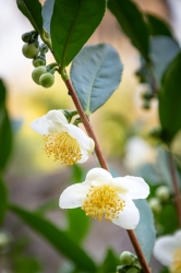 Le parc botanique du Tessin, sur les îles de Brissago